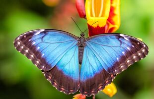 Vlindertuin Vlindorado